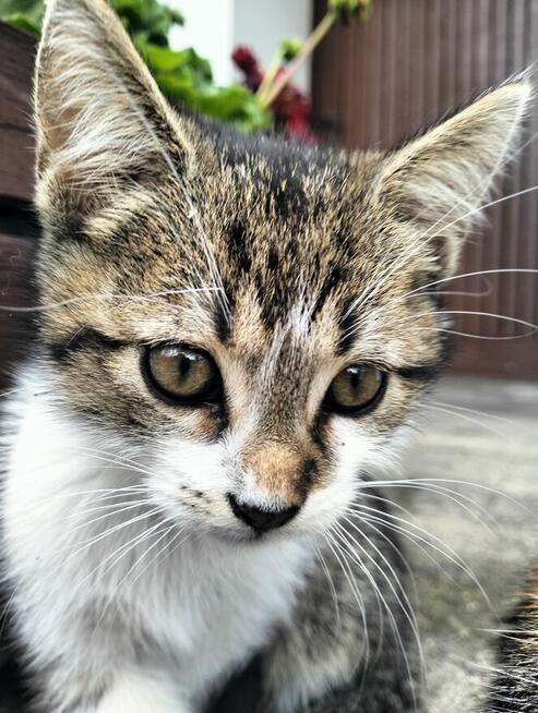 Oddam kotki rocznik2025