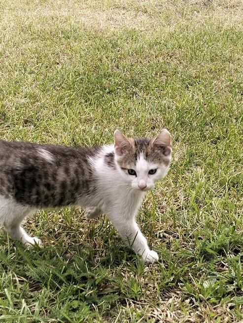 Oddam kotki rocznik2025