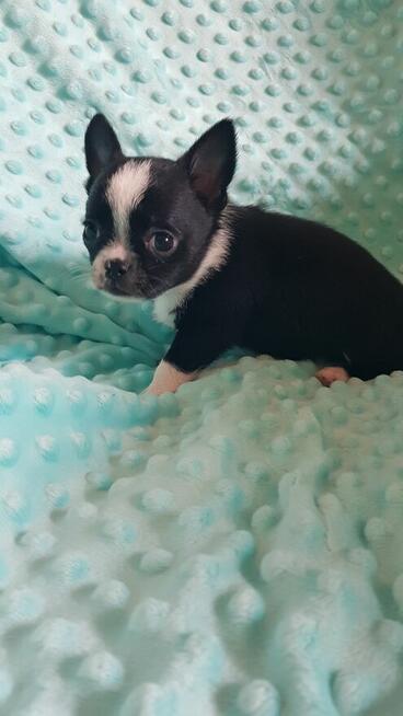 Chihuahua piesek/suczka