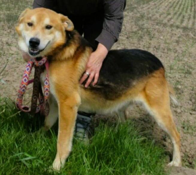 TAYLOR - kochany psiak za kratami schroniska, ADOPTUJ