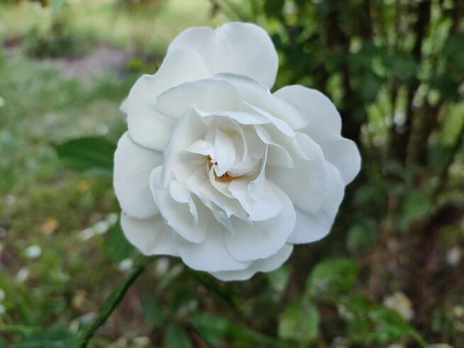 Sprzedam działkę ROD.