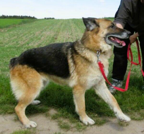 LULU - kochana sunia w typie owczarka za kratami, URATUJ!