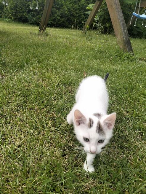 Oddam kotki rocznik2025