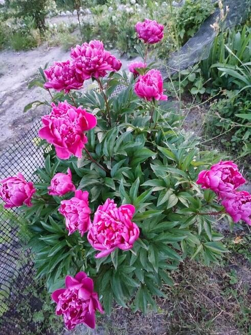 Sprzedam działkę ROD.