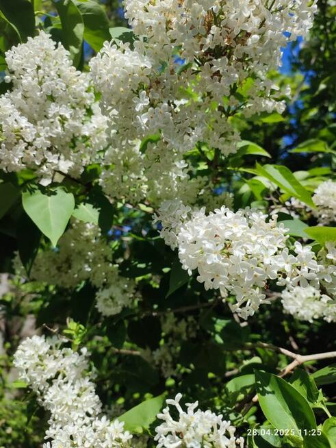 Sprzedam działkę ROD.