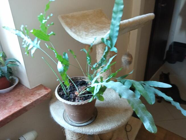 Flebodium szaro-niebieskie i ...