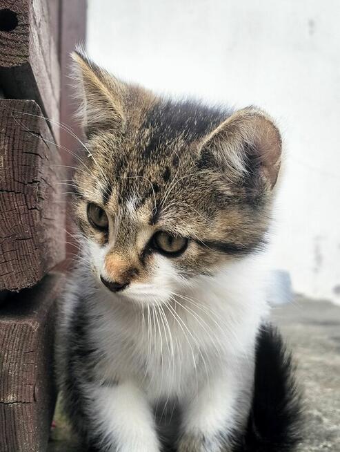 Oddam kotki rocznik2025