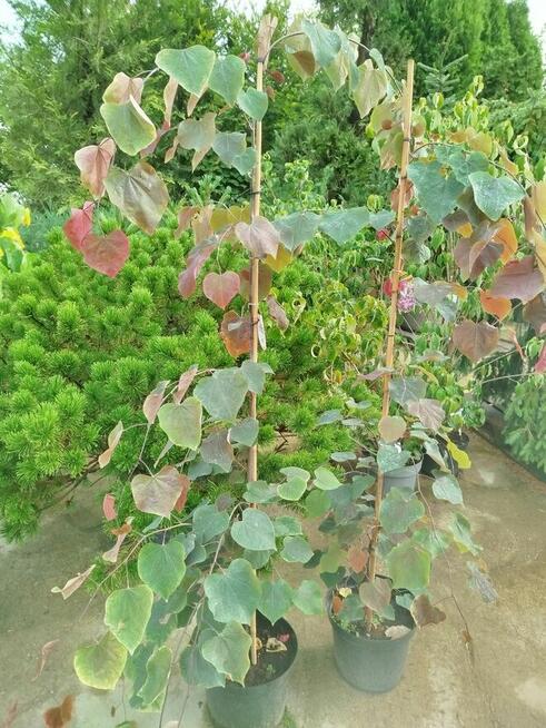 Judaszowiec kanadyjski