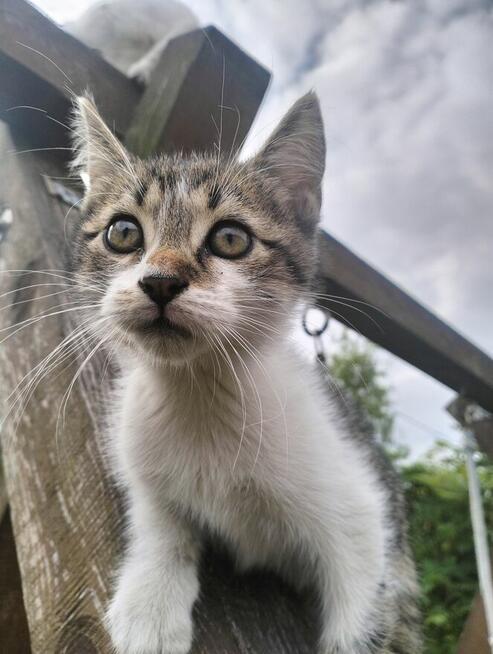 Oddam kotki rocznik2025