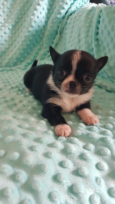 Chihuahua piesek/suczka