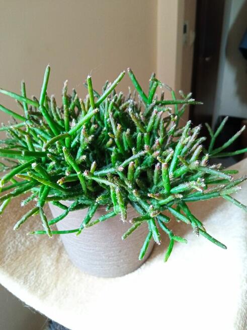 Flebodium szaro-niebieskie i ...