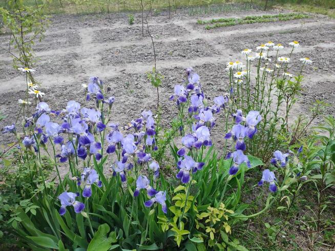 Sprzedam działkę ROD.