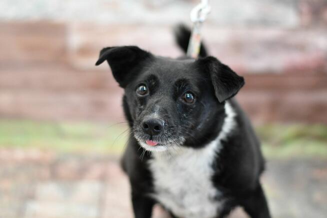 Porzucony Mikuś błaga o domek!