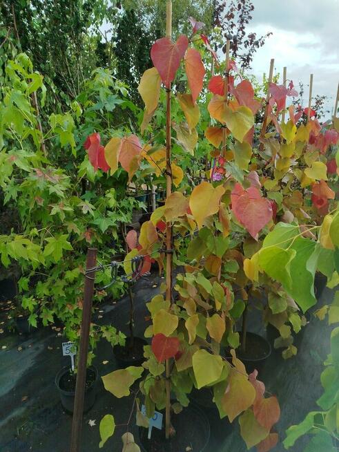 Judaszowiec kanadyjski