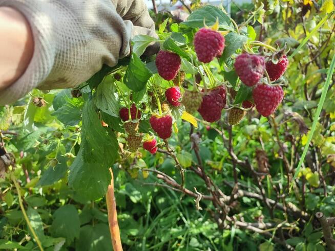 Sprzedam działkę ROD.