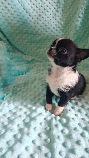 Chihuahua piesek/suczka