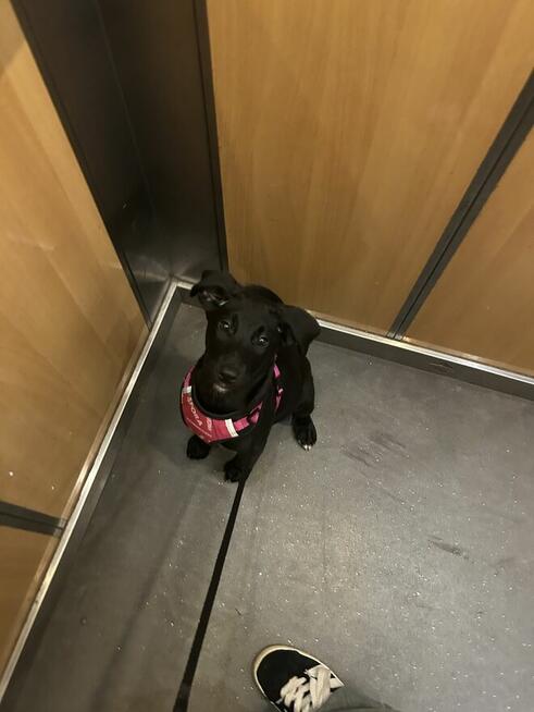 oddam sunie w dobre rece