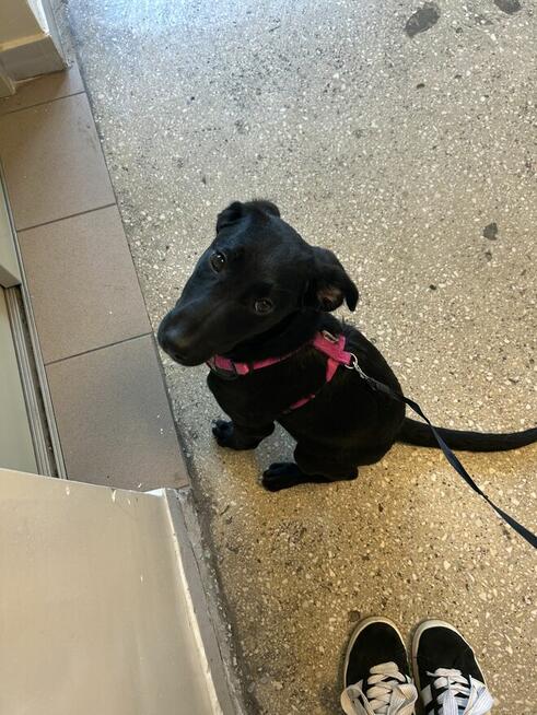 oddam sunie w dobre rece