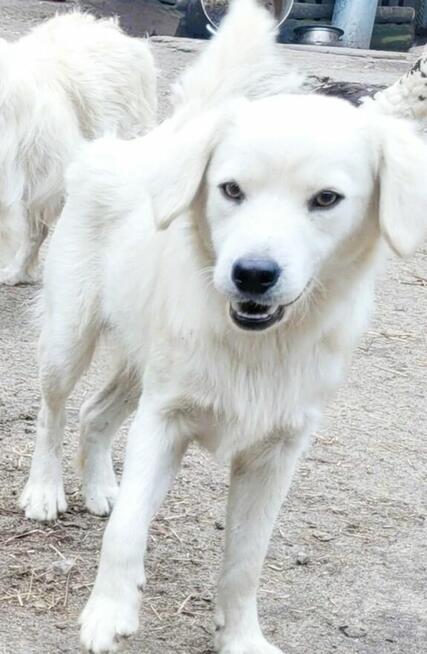 POMOCY - 16 psów PILNIE szuka domów stałych/tymczasowych!