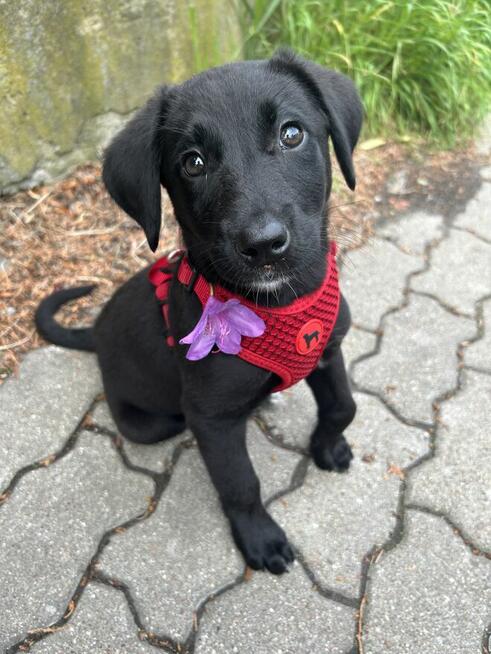 oddam sunie w dobre rece