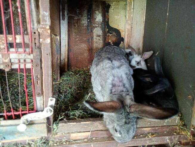 Sprzedam Króliki mięsne