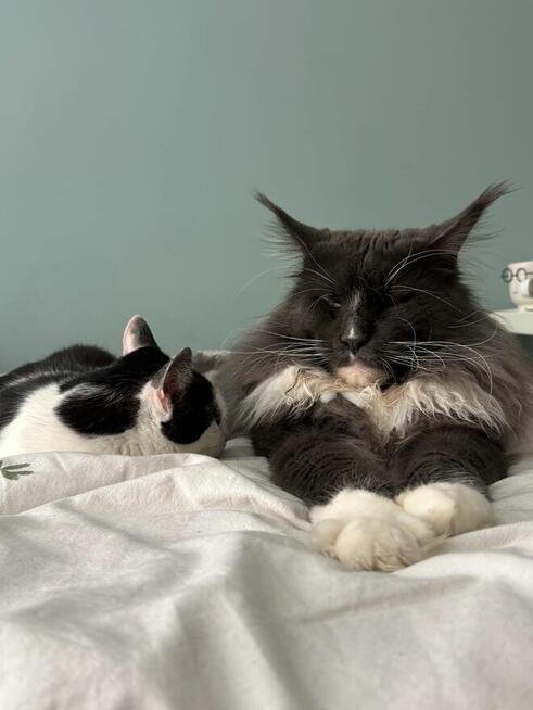 kotki Maine Coon