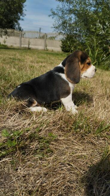 Beagle śliczne sunie i pieski