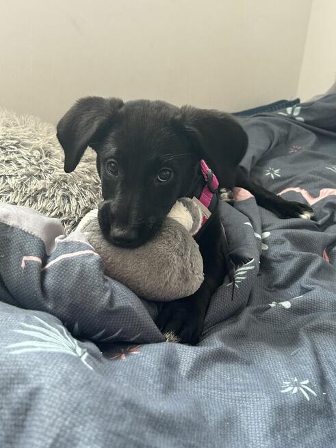 oddam sunie w dobre rece