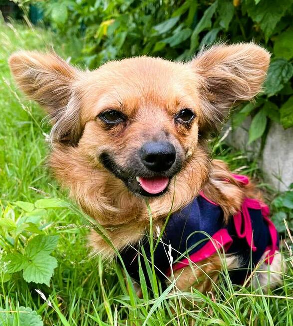 DODZIA - maleńka sunia szuka najlepszego domu