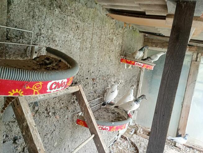 Sprzedam Gołębie Ozdobne, Górnoloty