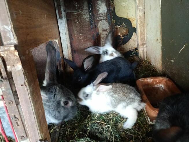 Sprzedam Króliki mięsne