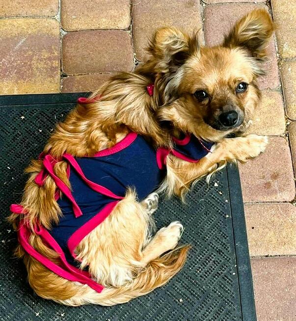 DODZIA - maleńka sunia szuka najlepszego domu