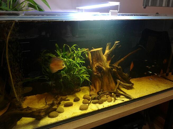 Akwa 240 litrów paletki filtr ultramax nowe