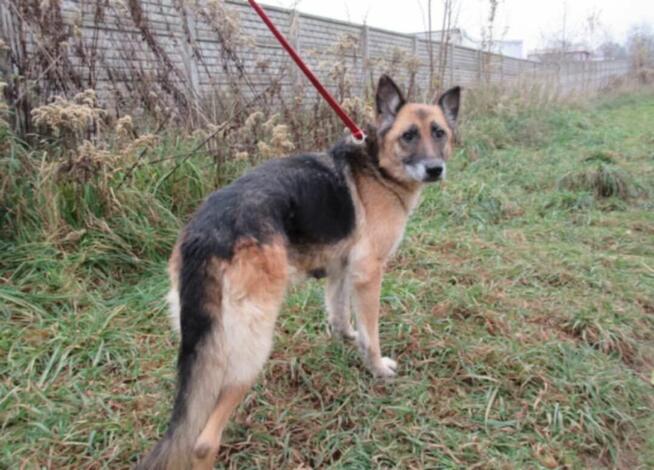 Lulu do adopcji