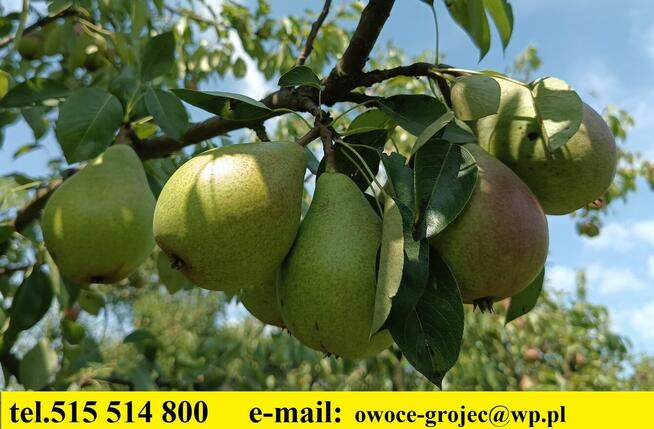 Owoce do biura żyrardów cena 1,50-2 zł.