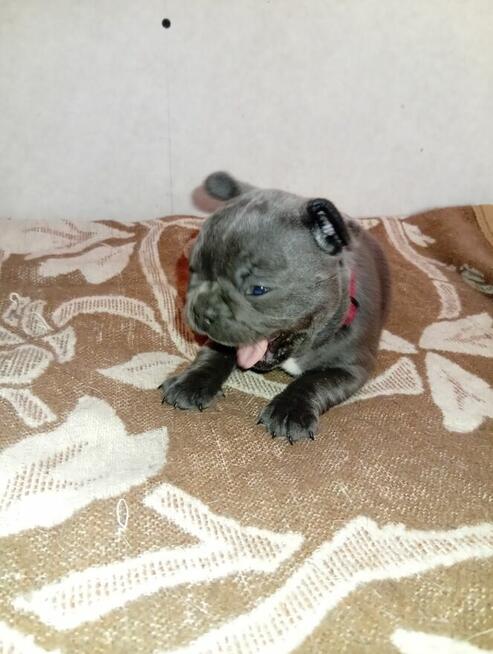 Sprzedam buldożki francuskie