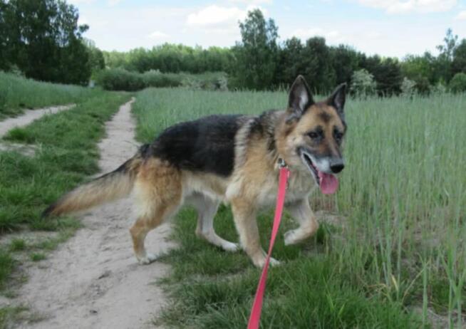 Lulu do adopcji