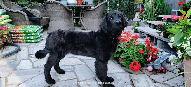 Hovawart - szcaeniaki rasy Hovawart 190 rodowodem FCI