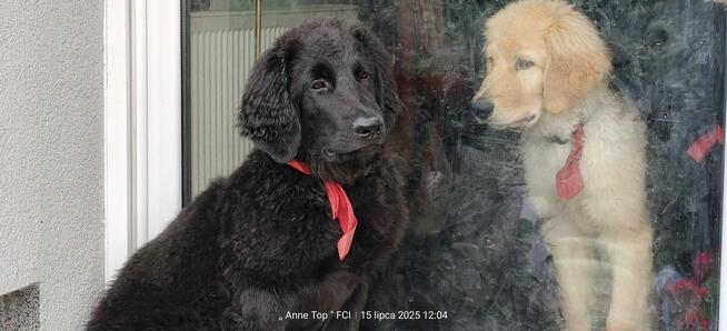 Hovawart - szcaeniaki rasy Hovawart 190 rodowodem FCI