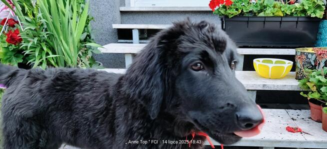 Hovawart - szcaeniaki rasy Hovawart 190 rodowodem FCI