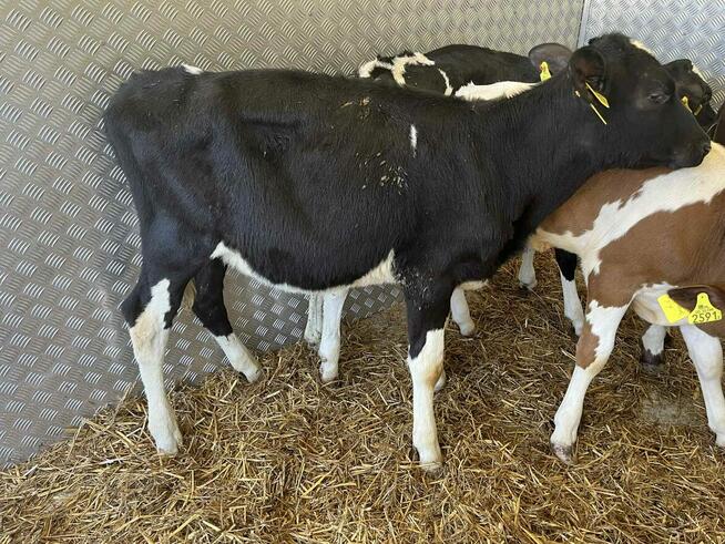 Jałoszki 2 i 3 miesiace