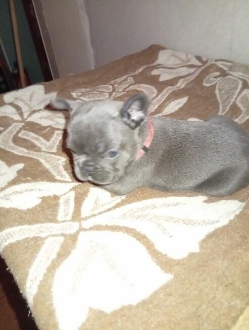 Sprzedam buldożki francuskie