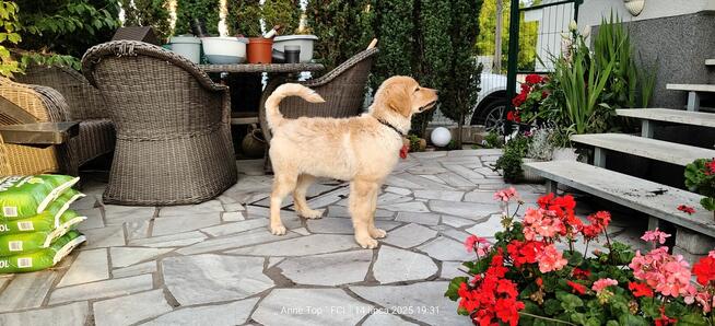 Hovawart - szcaeniaki rasy Hovawart 190 rodowodem FCI