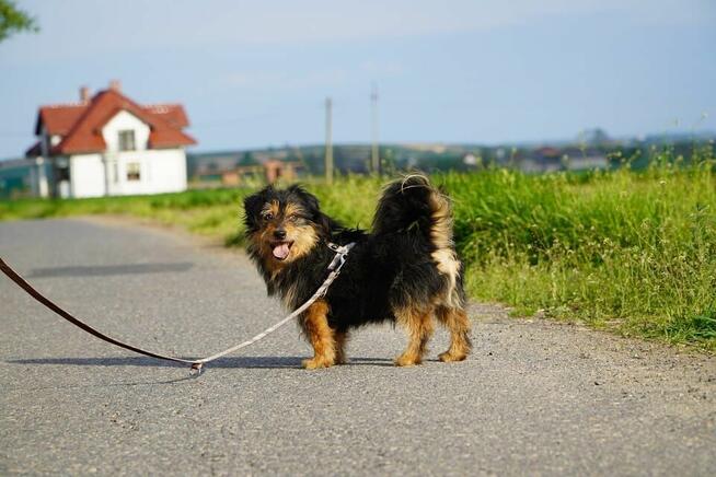 Maniek jest gotowy na nowy start! Podaruj mu dom