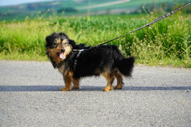 Maniek jest gotowy na nowy start! Podaruj mu dom