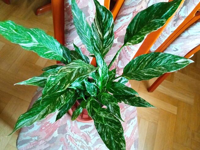 Skrzydłokwiat variegata Diamond-piękny oczyszczacz powietrza