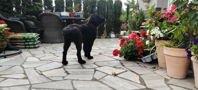 Hovawart - szcaeniaki rasy Hovawart 190 rodowodem FCI