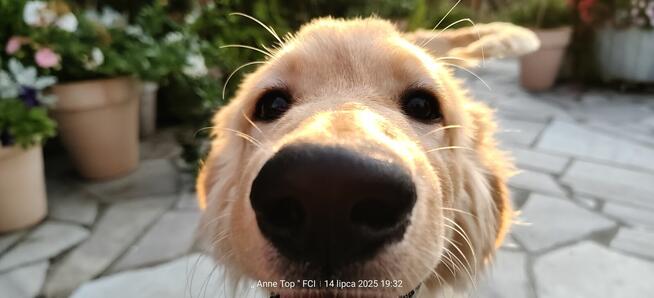 Hovawart - szcaeniaki rasy Hovawart 190 rodowodem FCI