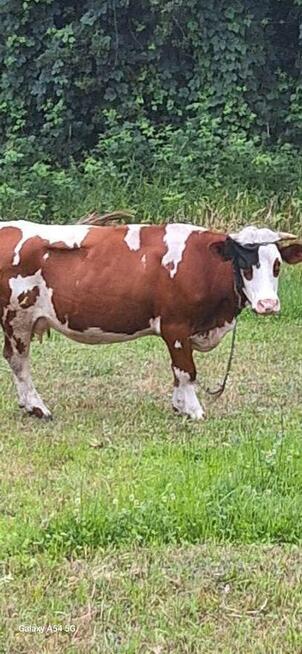 Sprzedam krowę cielną