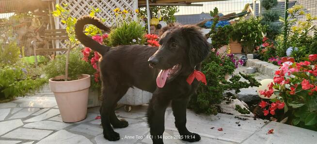 Hovawart - szcaeniaki rasy Hovawart 190 rodowodem FCI